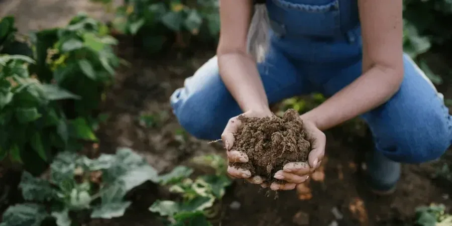 Illustrative image of Organic soil management in Oakland